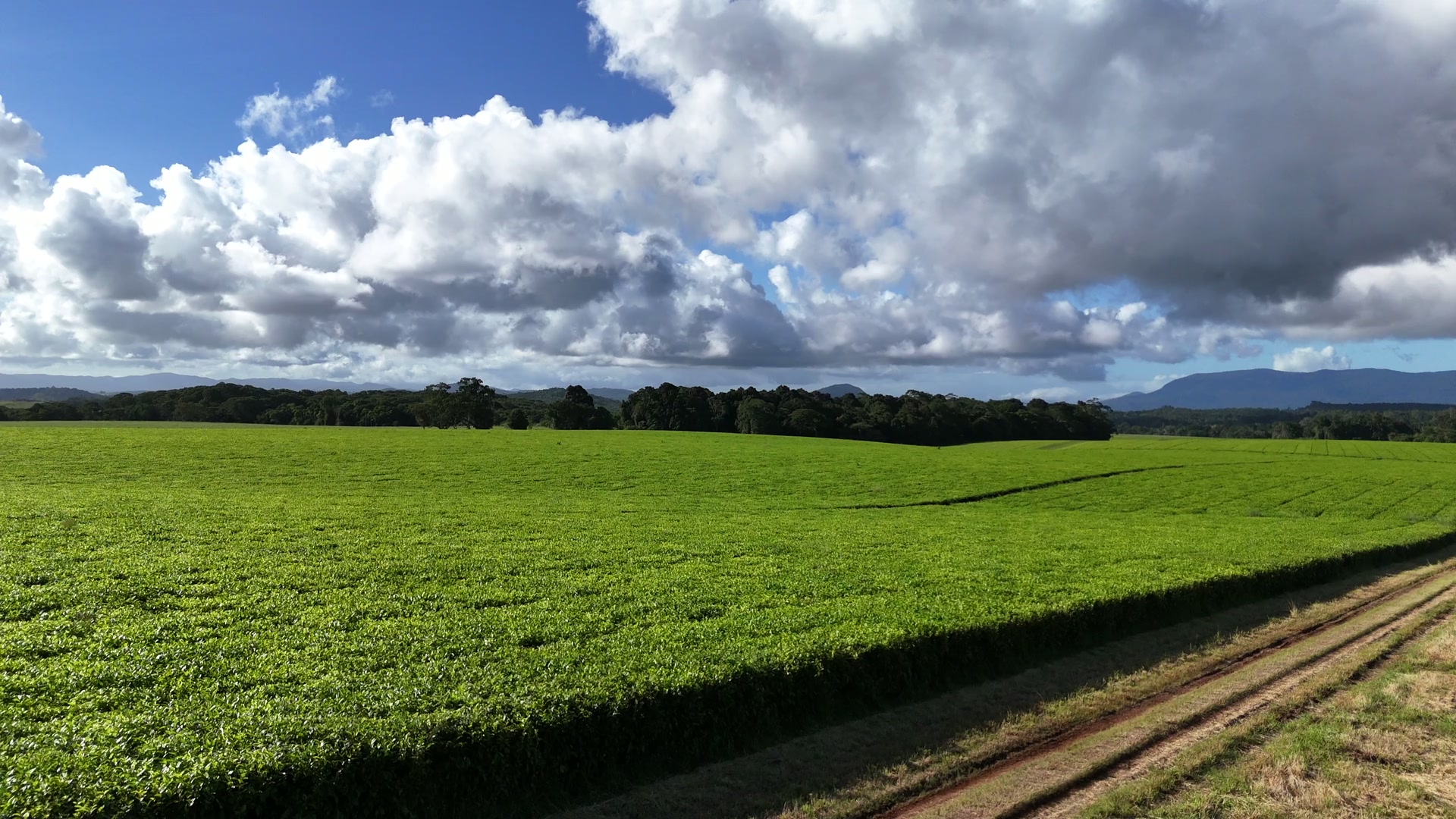 Tea paddock stretching to the Bellenden Ker Range