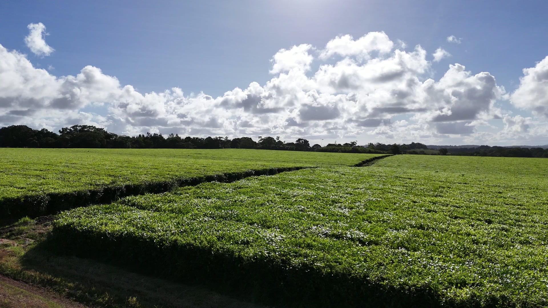 Sunlit rows of tea at our Far North Queensland estate